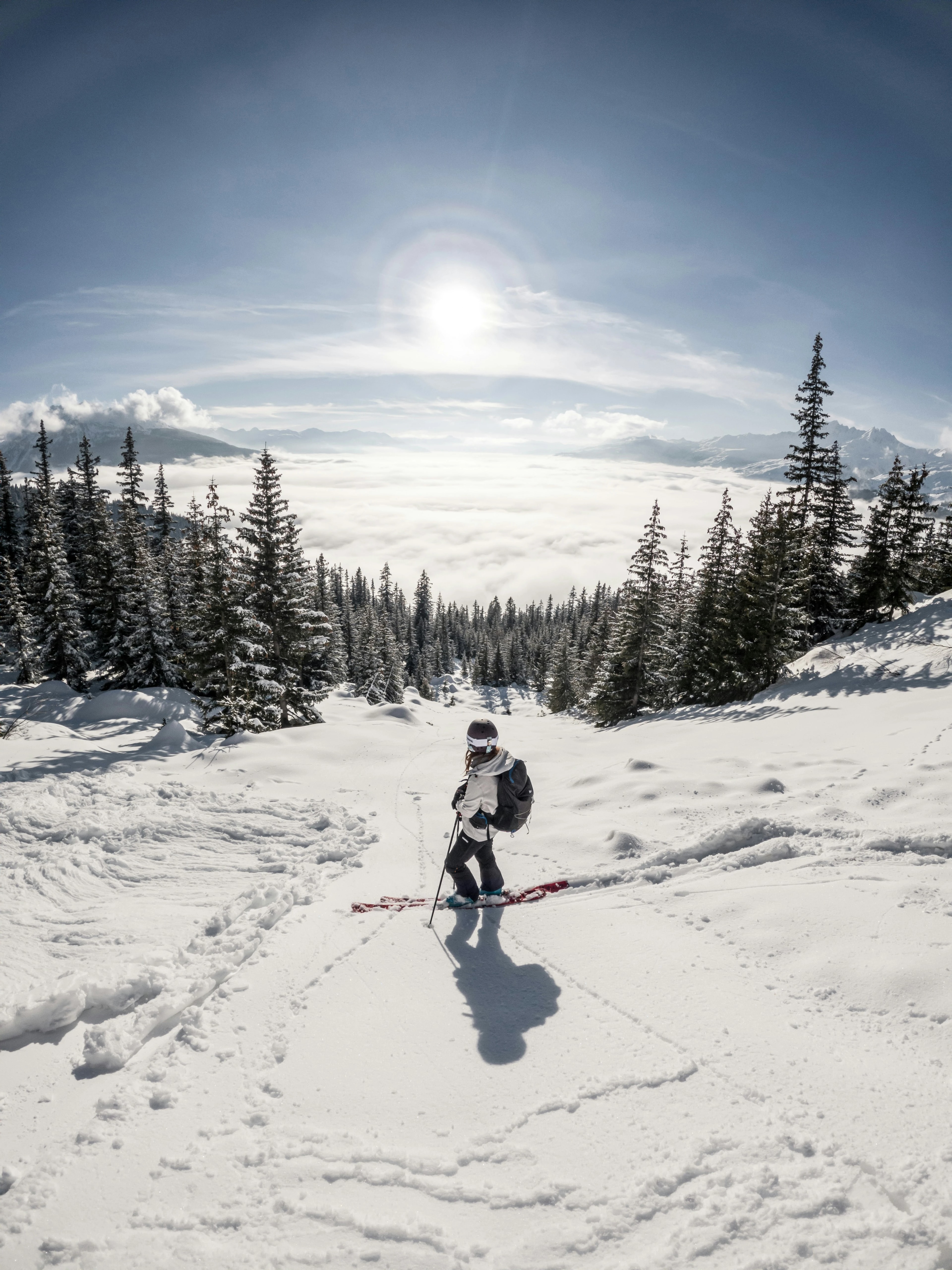Skier on fresh snow between pine trees, above a sea of cloud